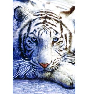 Plagát - Biely tiger