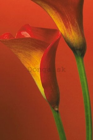 Plagát - Red Calla Lillies
