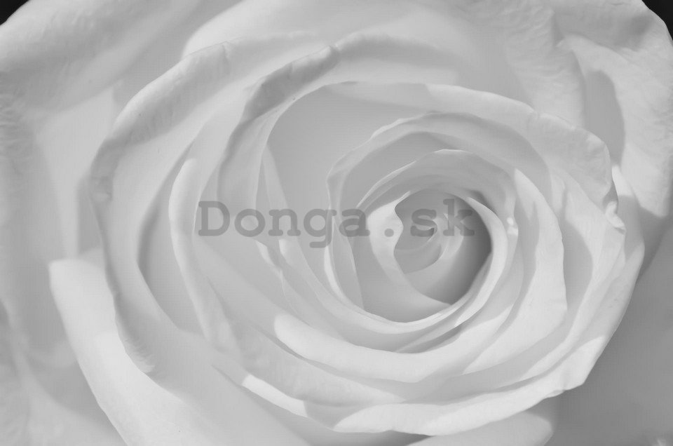Fototapeta: Biela ruža (detail) - 254x368 cm