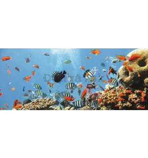 Fototapeta: Koralový útes - 104x250 cm