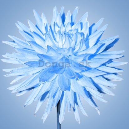 Obraz na skle - Modrá chryzantéma (2)
