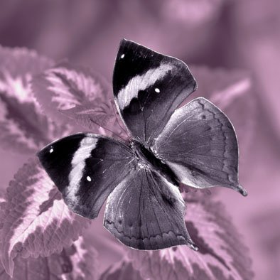 Obraz na skle - Motýľ (7)