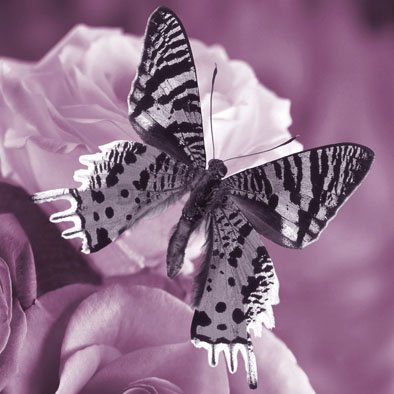 Obraz na skle - Motýľ (9)