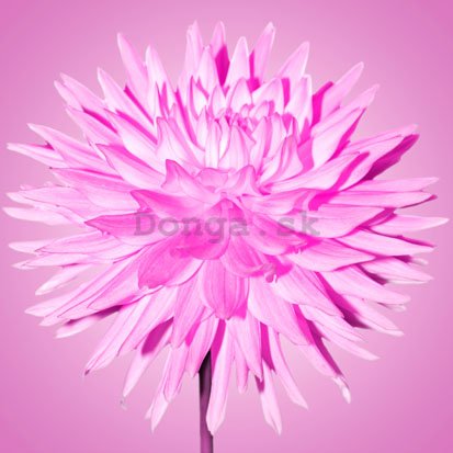 Obraz na skle - Ružová chryzantéma