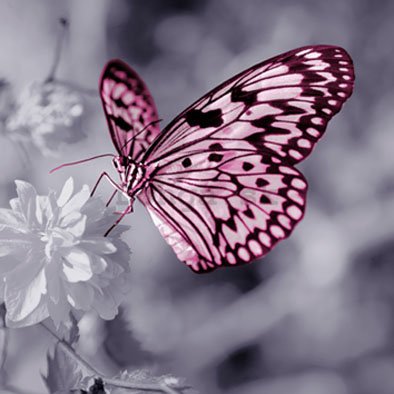 Obraz na skle - Motýľ (12)