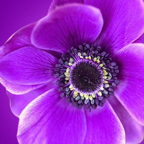 Obraz na skle - Fialová kvetina (1)