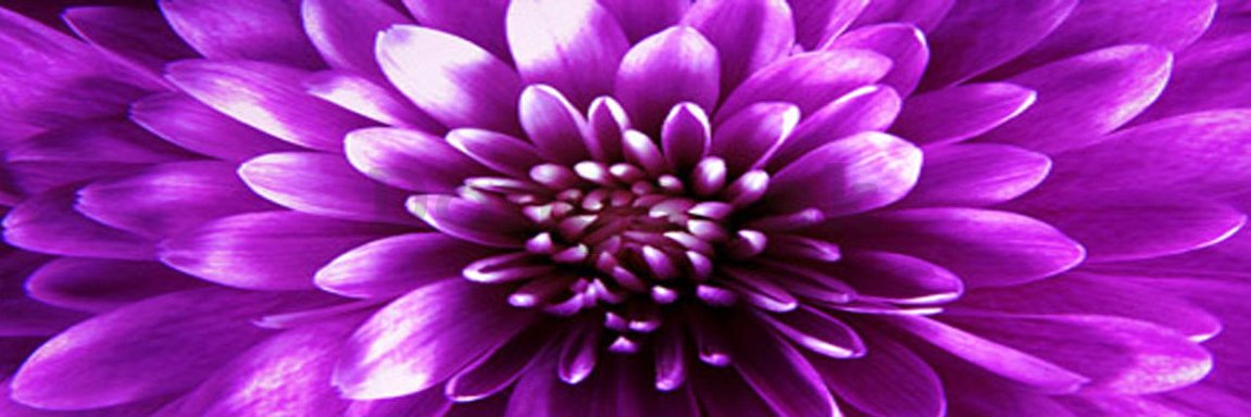 Obraz na skle - Fialová chryzantéma (3)