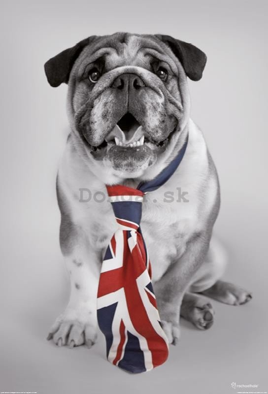 Fototapeta: Britský bulldog - 158x232 cm