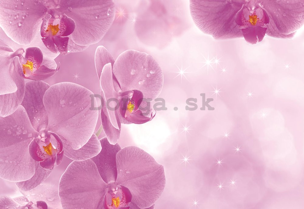Fototapeta: Orchidey (1) - 184x254 cm