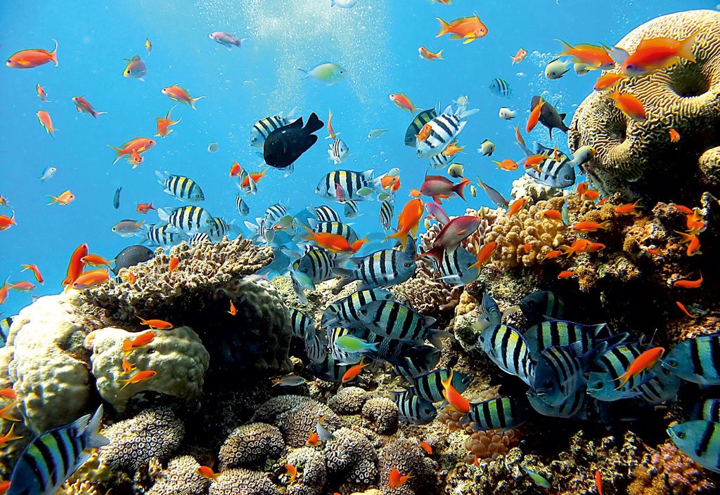 Fototapeta: Koralový útes - 184x254 cm