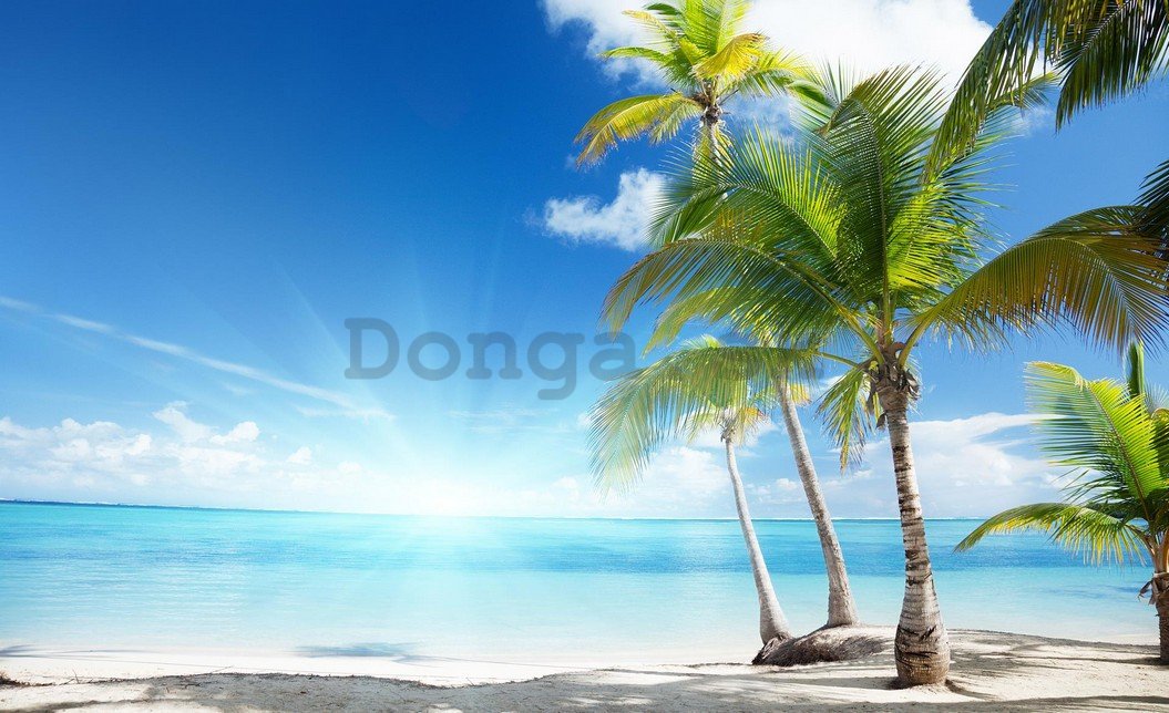 Fototapeta: Palmy na pláži - 184x254 cm