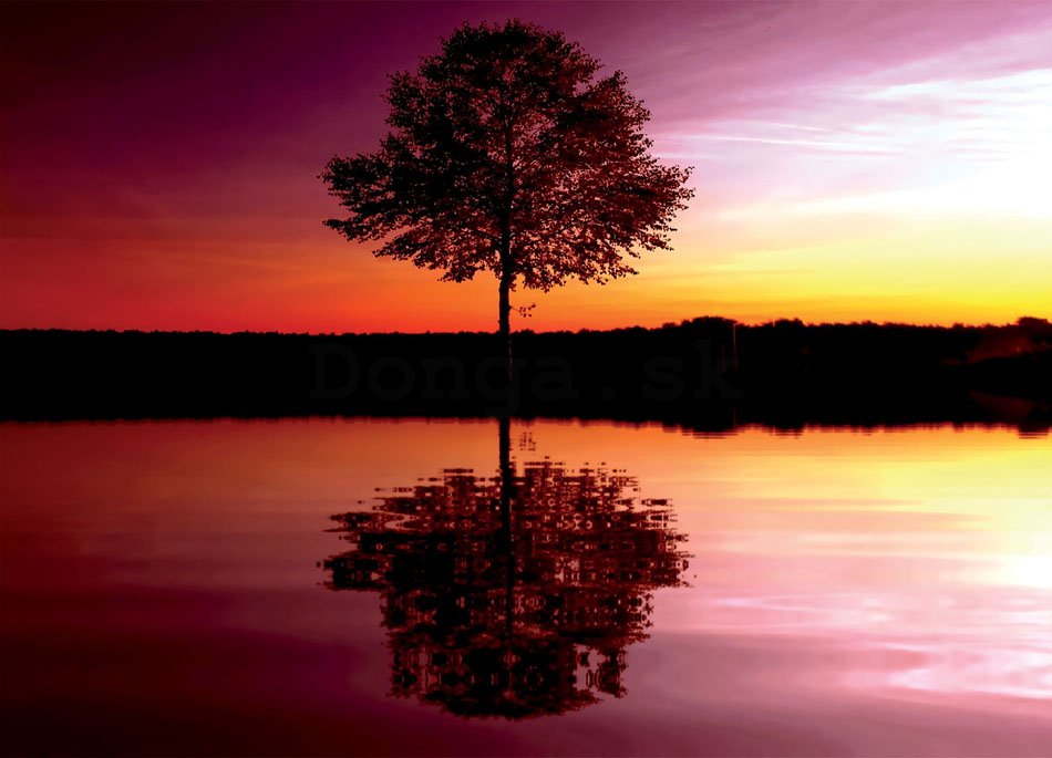 Fototapeta: Strom pri jazere - 184x254 cm