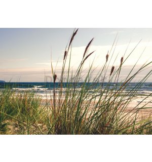Fototapeta: Tráva na pobreží (1) - 254x368 cm