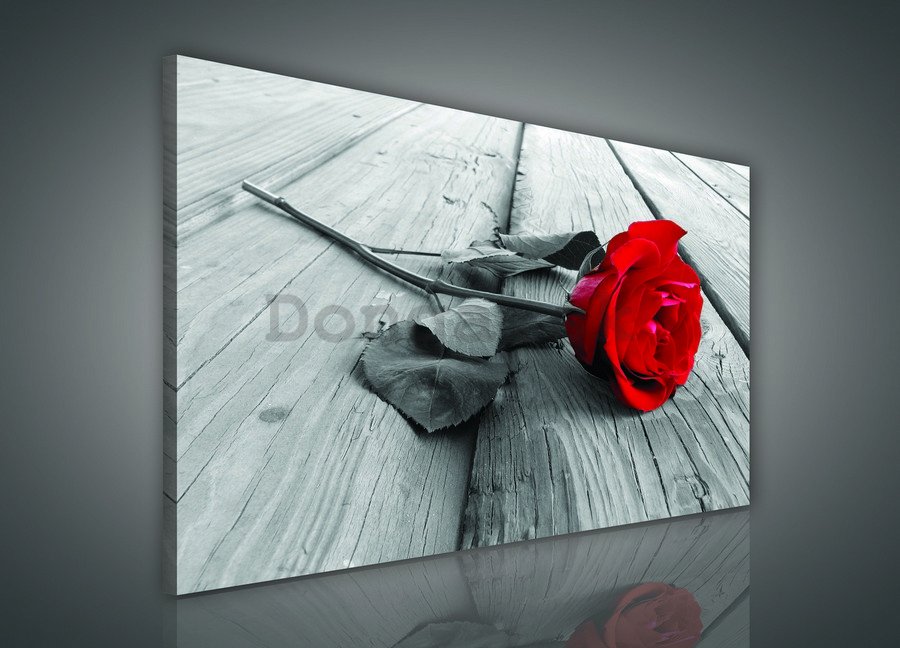 Obraz na plátne: Červená ruža - 75x100 cm