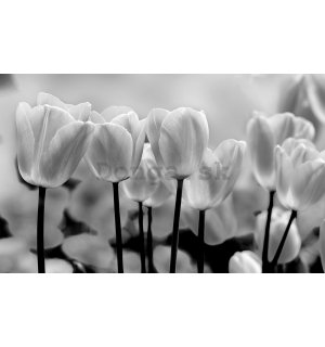 Fototapeta vliesová: Biele a Čierne Tulipány - 254x368 cm