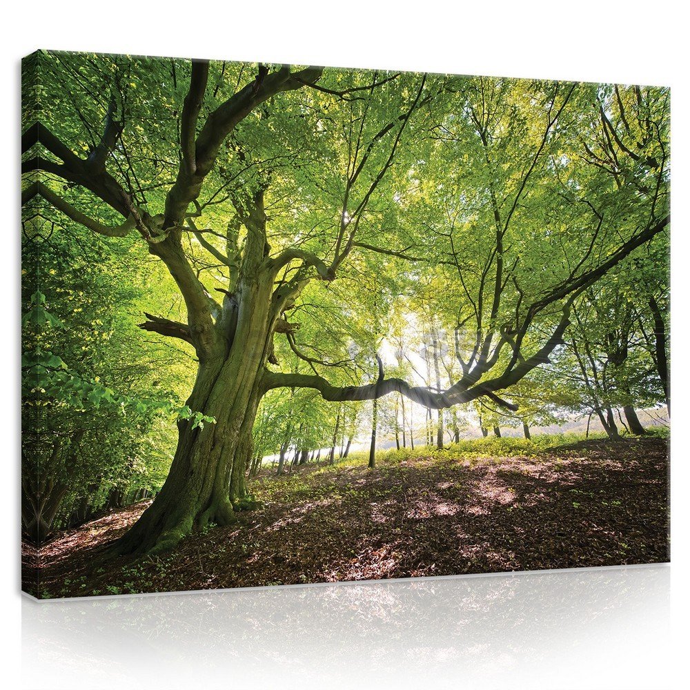 Obraz na plátne: Slnko v lese (5) - 75x100 cm