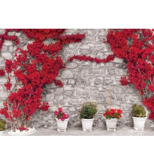 Fototapeta vliesová: Červená kvetinová múr - 254x368 cm