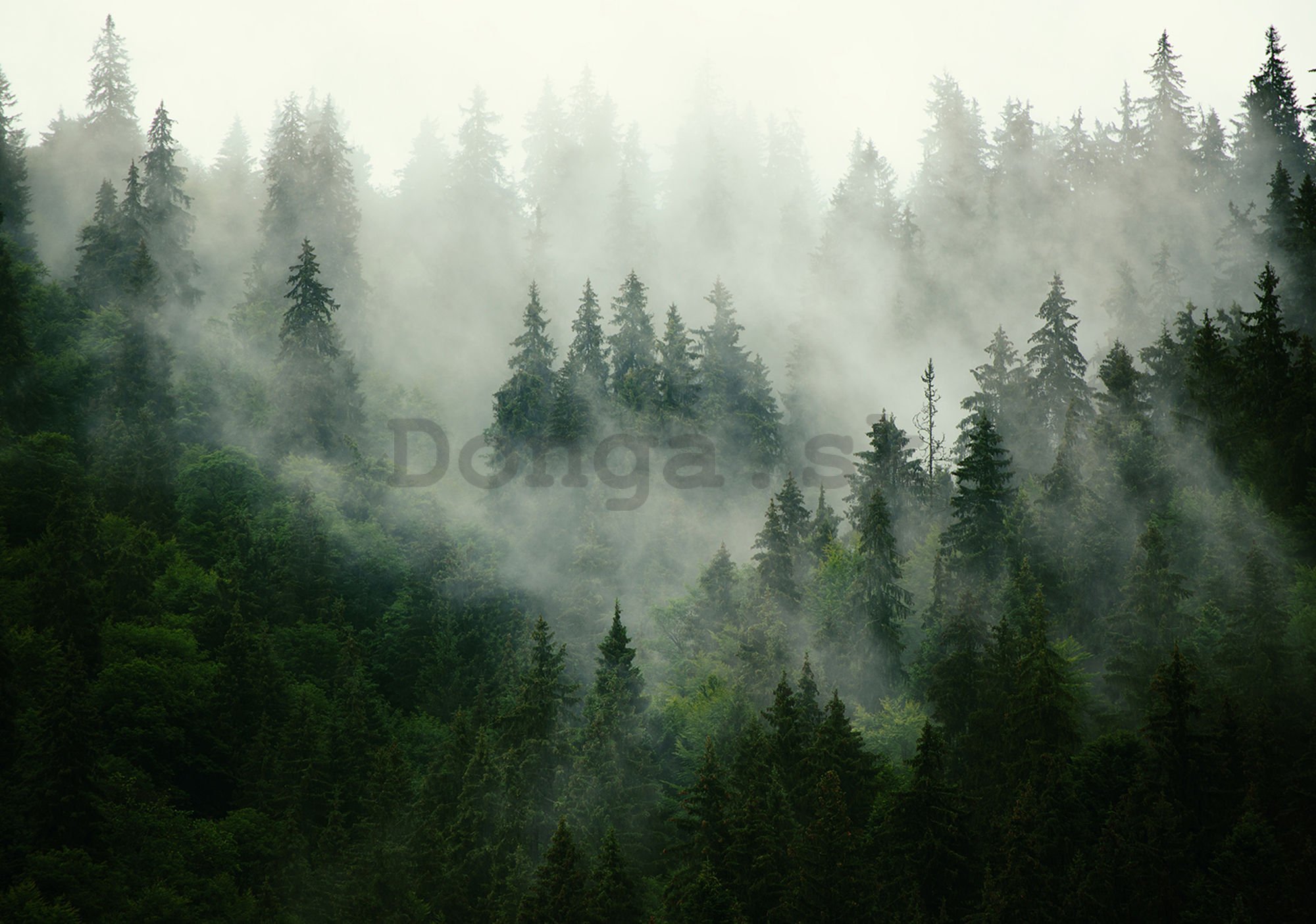 Fototapeta vliesová: Hmla nad lesom (1) - 184x254 cm