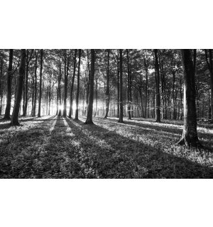 Fototapeta vliesová: Čiernobiely les (1) - 416x254 cm