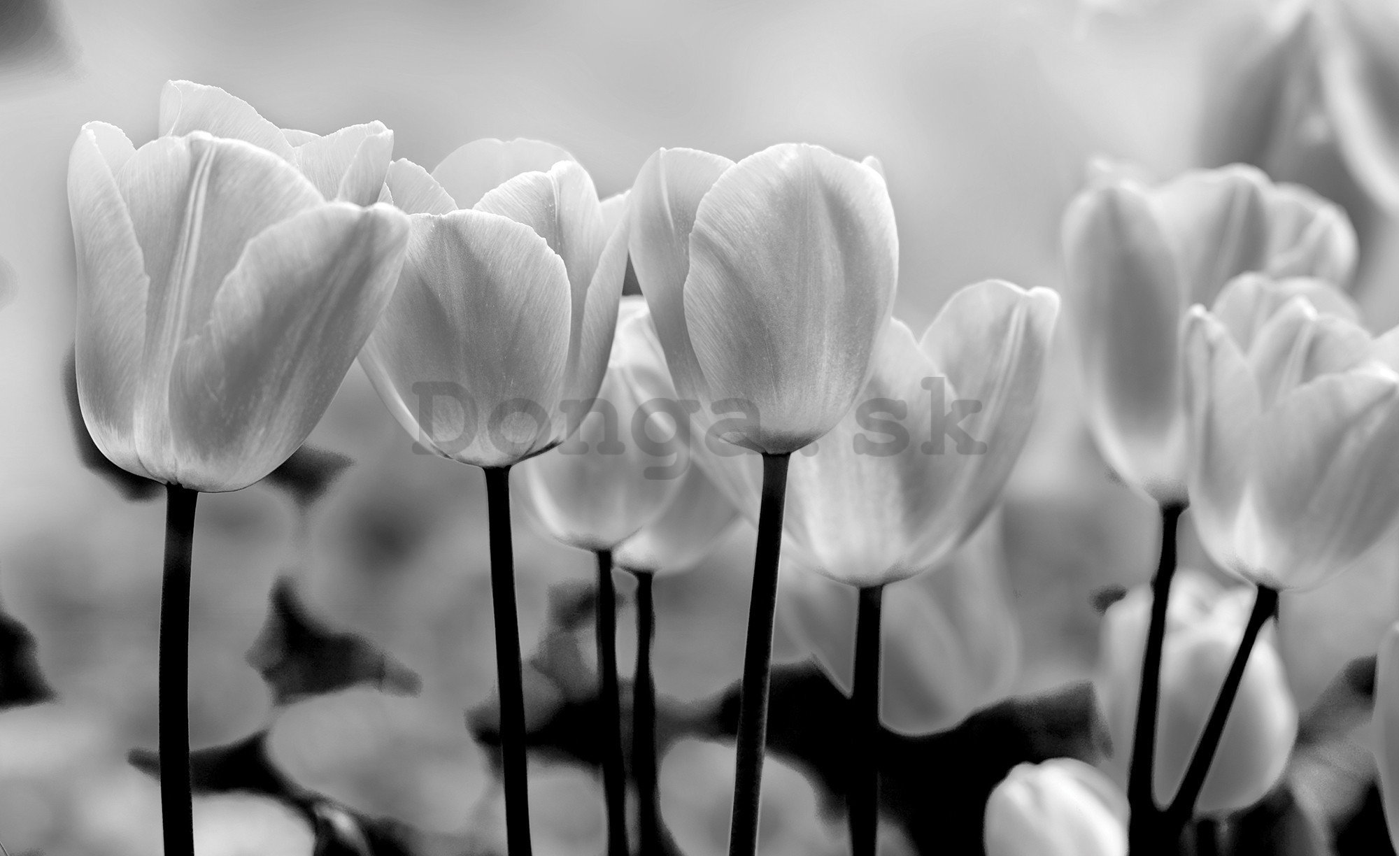 Fototapeta vliesová: Biele a Čierne Tulipány - 416x254 cm