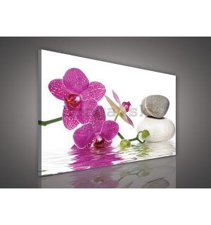 Obraz na plátne: Orchidea s kameňmi - 75x100 cm