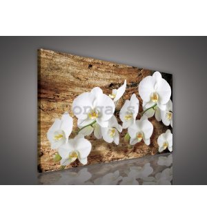 Obraz na plátne: Orchidey na dreve - 75x100 cm