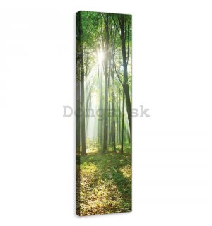 Obraz na plátne: Slnko v lese (3) - 145x45 cm