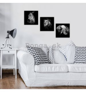 Obraz na plátne: Čiernobiela zvieratá (1) - set 3ks 25x25cm
