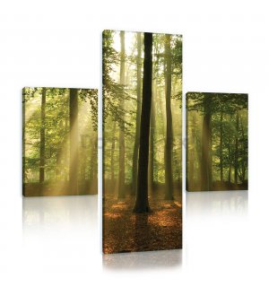 Obraz na plátne: Slnko v lese (4) - set 1ks 80x30 cm a 2ks 37,5x24,8 cm
