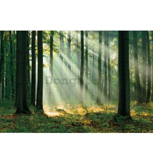 Plagát: Lúče svetla v zelenom lese