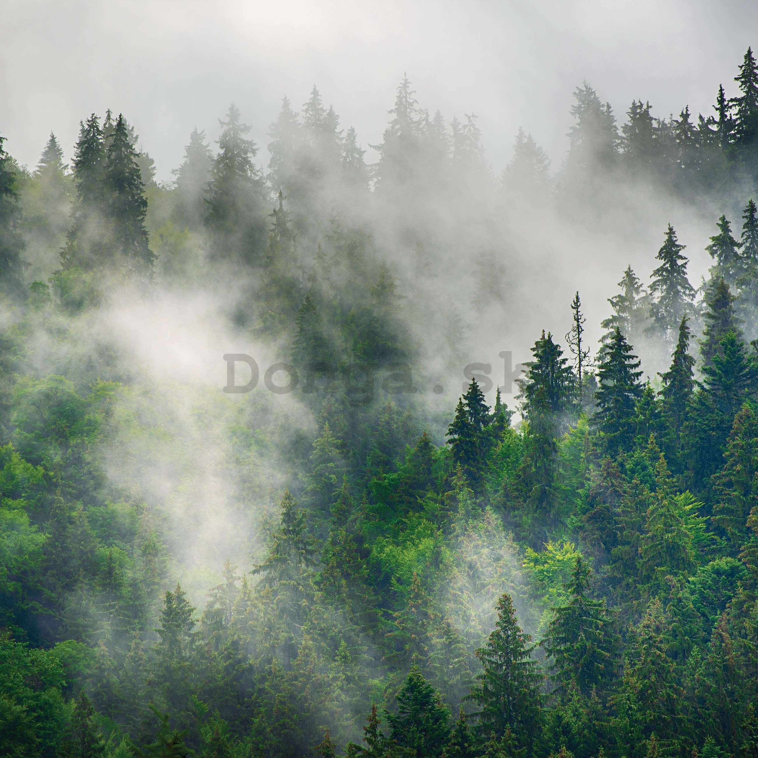 Fototapeta vliesová: Hmla nad lesom (5) - 416x254 cm