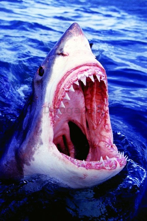Plagát - Veľký biely žralok (1)