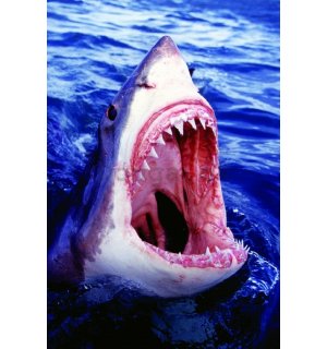 Plagát - Veľký biely žralok (1)