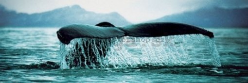 Plagát - Veľryba