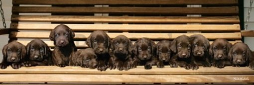 Plagát - Chocolate Labradors (1)