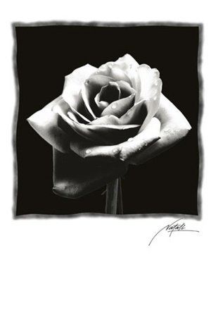 Plagát - Čierna ruža