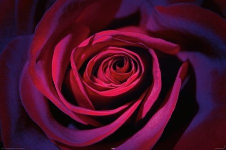 Plagát - Tmavo fialová ruža