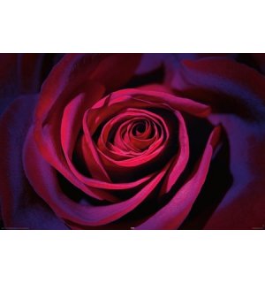 Plagát - Tmavo fialová ruža