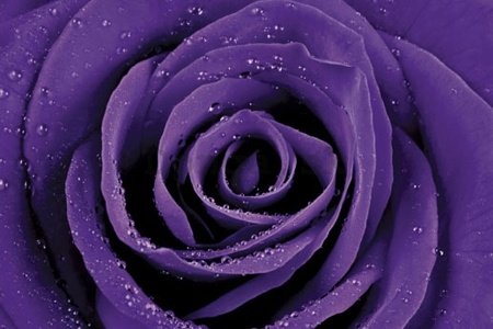 Plagát - Fialová ruža