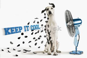 Plagát - Keep it Cool