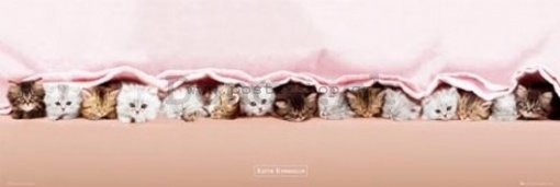 Plagát - Kittens