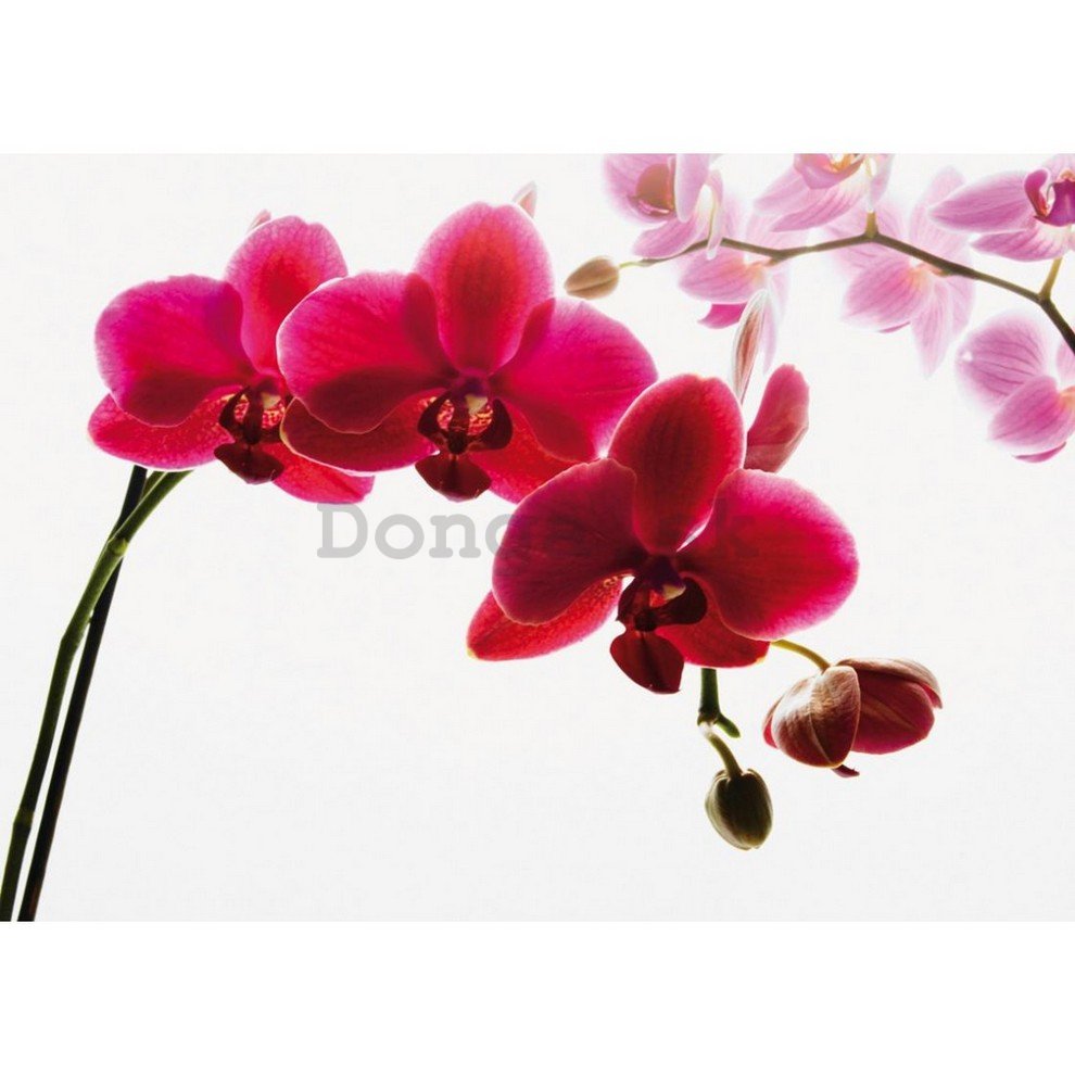 Fototapeta: Červená orchidea - 232x315 cm