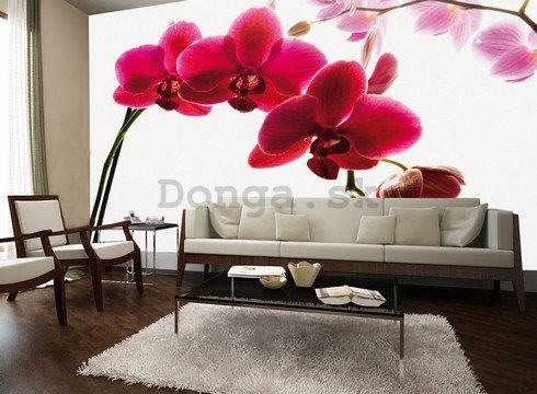 Fototapeta: Červená orchidea - 232x315 cm