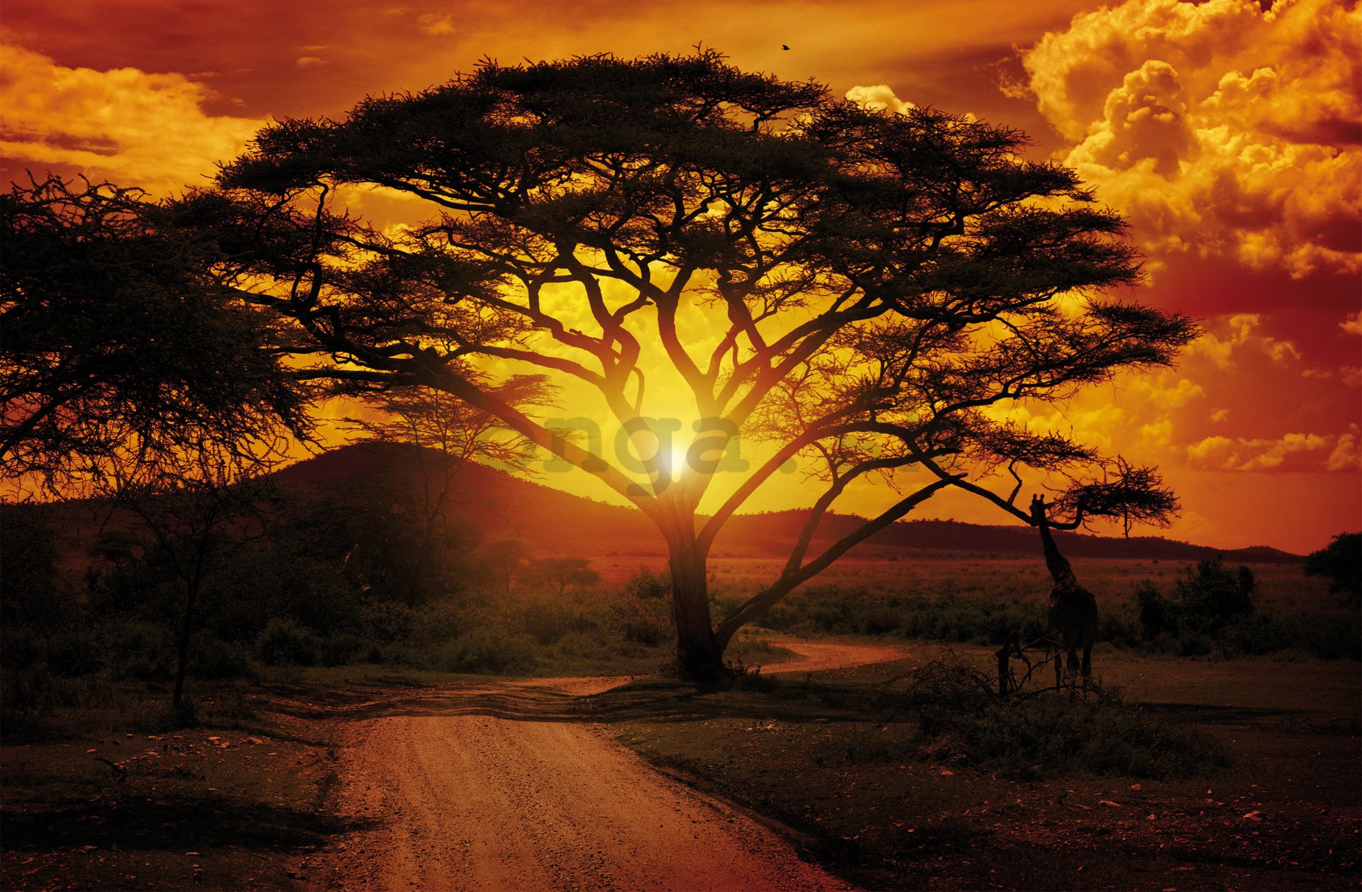 Fototapeta: Africký západ slnka - 254x368 cm