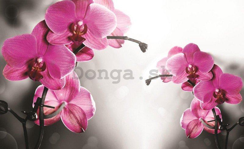 Fototapeta: Orchidea na sivom pozadí - 254x368 cm