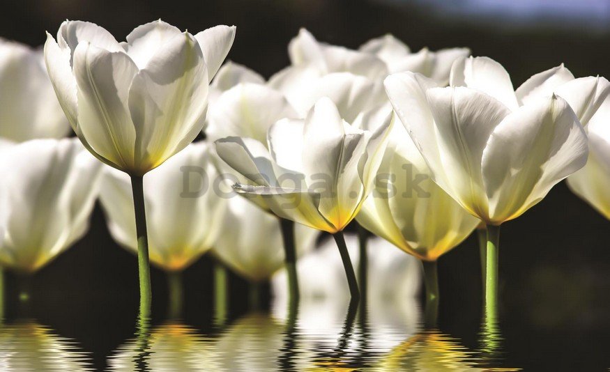 Fototapeta: Biele tulipány (2) - 254x368 cm