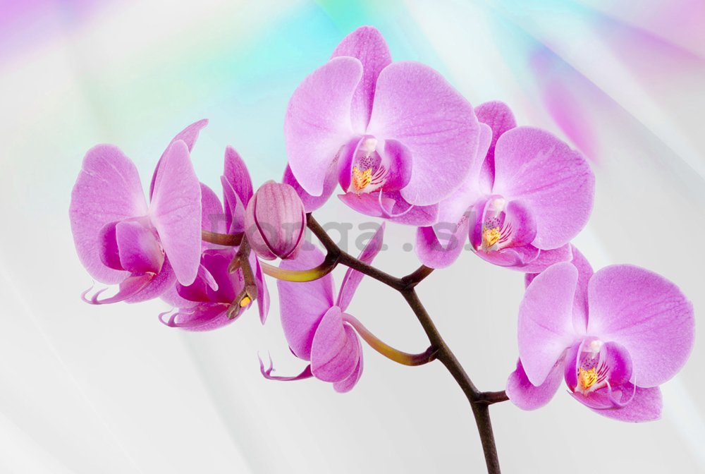 Fototapeta: Fialová Orchidea - 254x368 cm