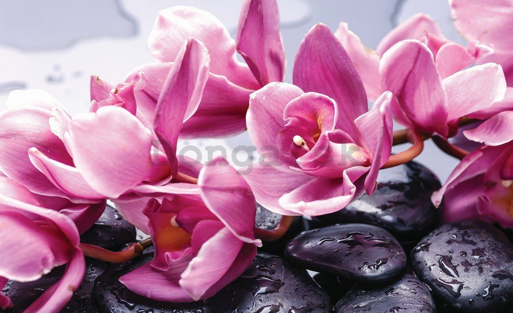 Fototapeta: Kúpeľné kamene a ružové orchidey - 254x368 cm