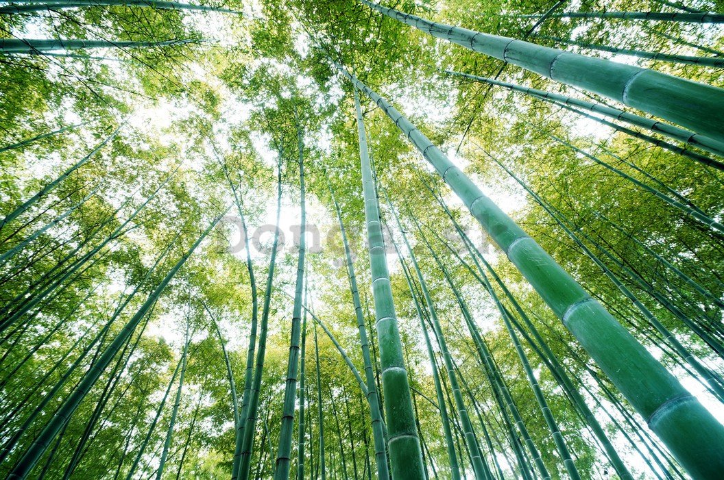 Fototapeta: Les bambusu - 254x368 cm