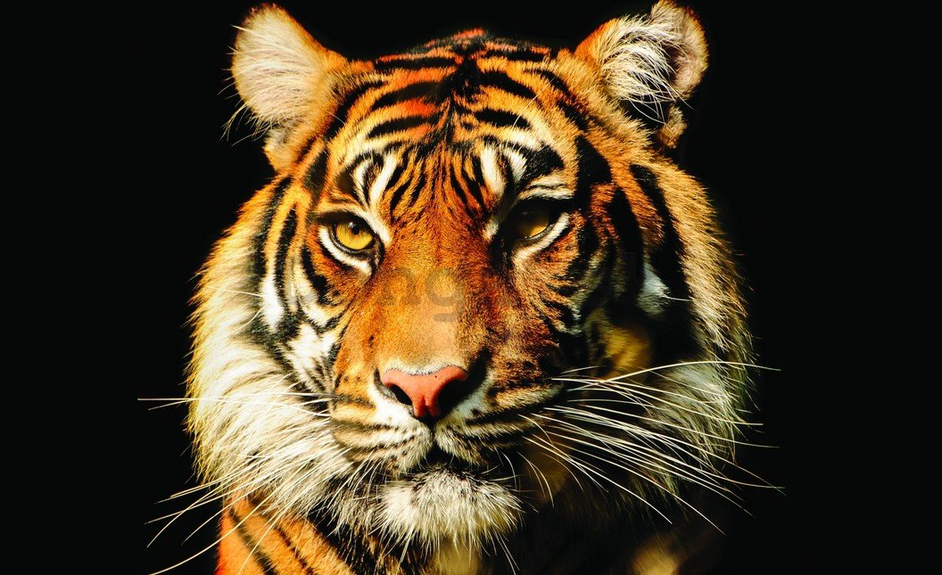Fototapeta: Tiger - 254x368 cm